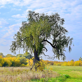 Рисунок "Ранняя осень" на конкурс "Фотоконкурс “Краски Осени - 2019”"