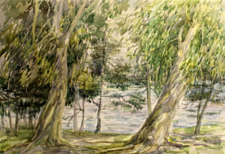 Рисунок - Эвкалипты