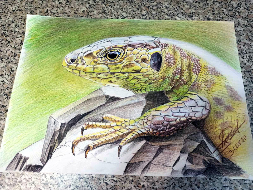 Рисунок - Ящерка