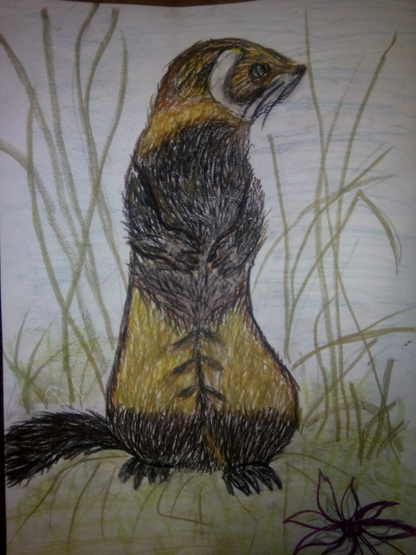 Детский рисунок - Хорь сибирский