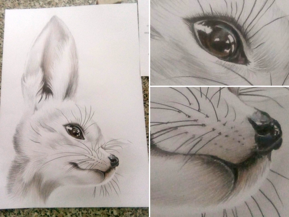 Рисунок - Фенек