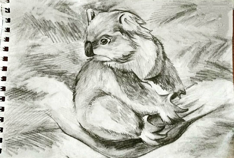 Детский рисунок - Коала Зарисовки 13 лет