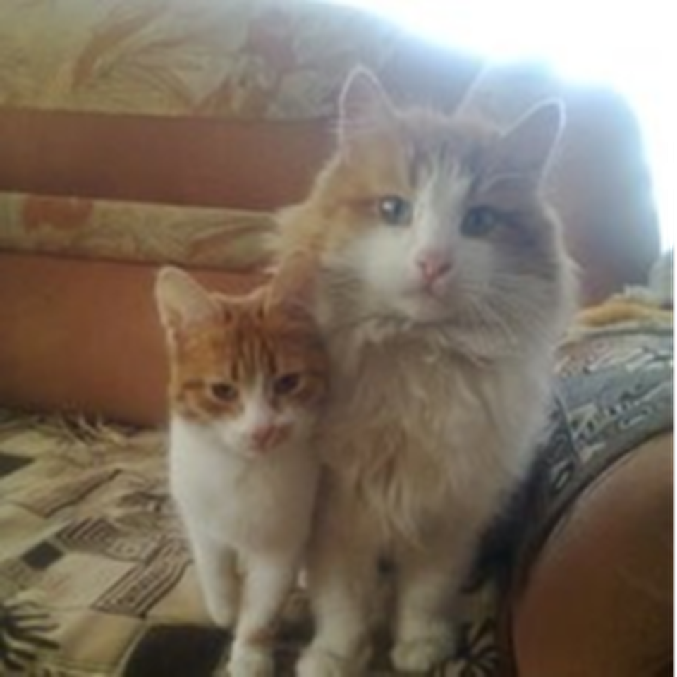 Детский рисунок - Мои кошки